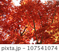 真っ赤な紅葉 107541074