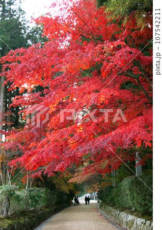 世界遺産　高野山の紅葉　蛇腹路　和歌山県 107542211
