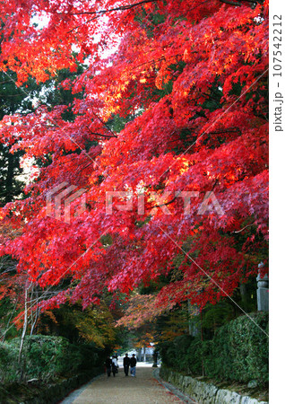 世界遺産　高野山の紅葉　蛇腹路　和歌山県 107542212
