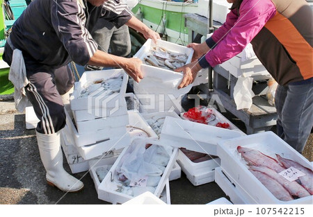 雑賀崎漁港の鮮魚直接販売 和歌山市 雑賀崎漁港の鮮魚直接販売 和歌山市 107542215