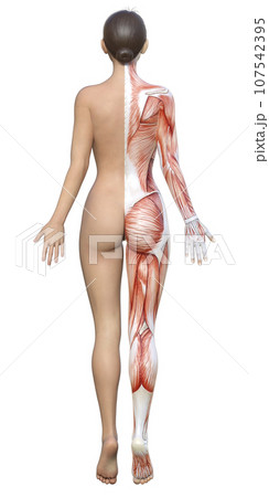 右半身が筋肉の解剖図の3Dモデル女性の全身後ろ姿 107542395