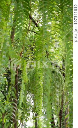 Wat Nangchi, Chruch in Buddhism and garden 107543019