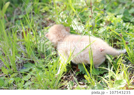 生後10日程度、目が開く前の野良猫の赤ちゃん猫、可愛い仔猫 生後10日程度、目が開く前の野良猫の赤ちゃん猫、可愛い仔猫 107543235