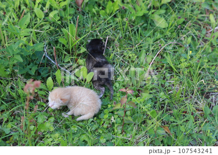 生後10日程度、目が開く前の野良猫の赤ちゃん猫、可愛い仔猫 生後10日程度、目が開く前の野良猫の赤ちゃん猫、可愛い仔猫 107543241