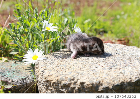 生後10日程度、目が開く前の野良猫の赤ちゃん猫、可愛い仔猫 生後10日程度、目が開く前の野良猫の赤ちゃん猫、可愛い仔猫 107543252
