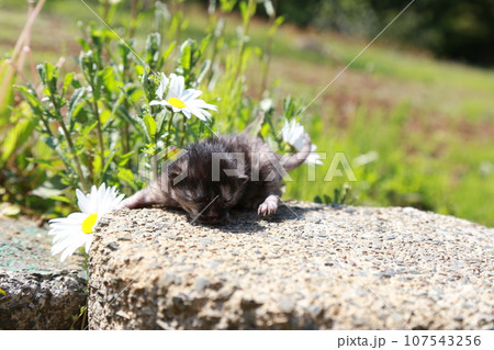生後10日程度、目が開く前の野良猫の赤ちゃん猫、可愛い仔猫 107543256