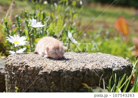 生後10日程度、目が開く前の野良猫の赤ちゃん猫、可愛い仔猫 107543263