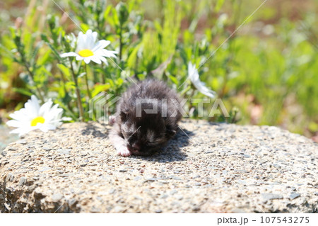 生後10日程度、目が開く前の野良猫の赤ちゃん猫、可愛い仔猫 107543275