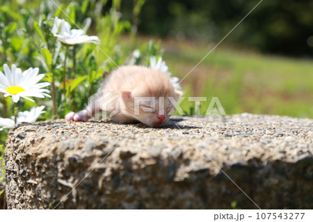 生後10日程度、目が開く前の野良猫の赤ちゃん猫、可愛い仔猫 107543277