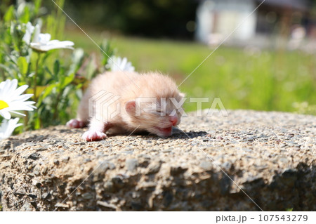 生後10日程度、目が開く前の野良猫の赤ちゃん猫、可愛い仔猫 107543279