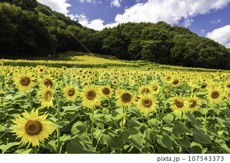 ひまわり畑 107543373