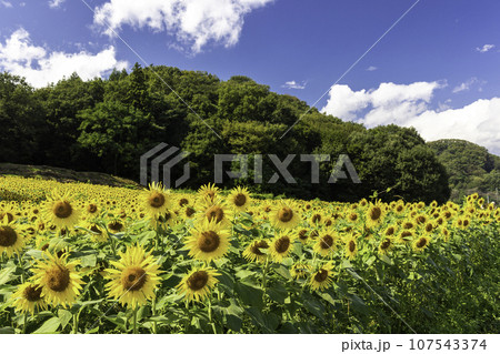 ヒマワリ畑 107543374