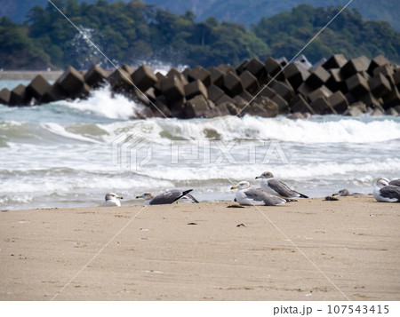 海鳥のいる砂浜。 福井県大飯郡高浜町内の若狭湾(日本海)の砂浜海岸。 107543415