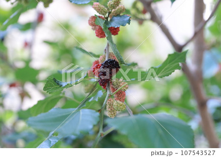 植物 工場 プランツ 107543527