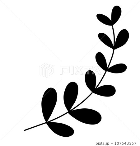 leaves of eucalyptus 107543557