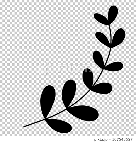 leaves of eucalyptus 107543557