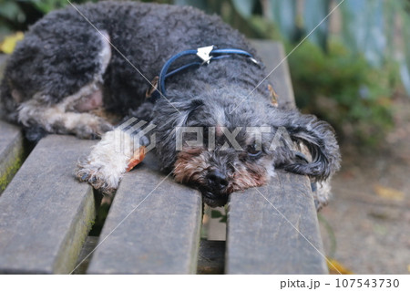 犬 狗 わんこ 107543730