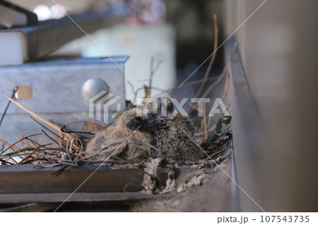 動物 動物学 かわいい 107543735