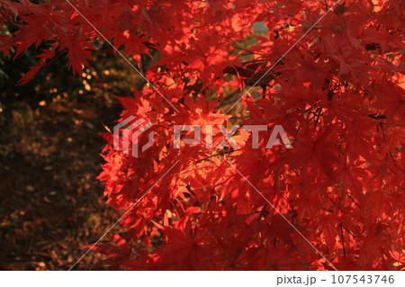 真っ赤な紅葉 107543746