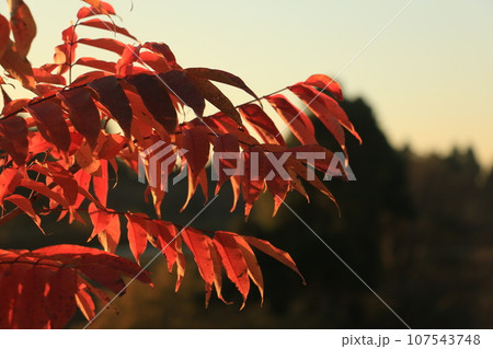 紅葉 紅葉 107543748