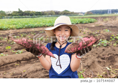 さつまいもほりを楽しむ子ども 107544087