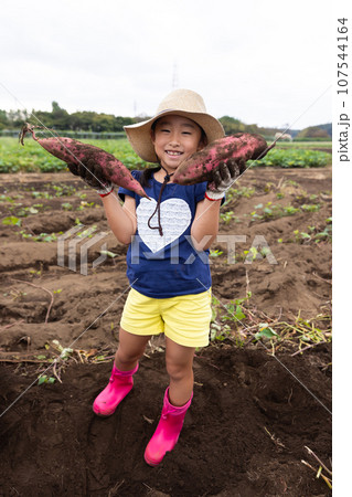 さつまいもほりを楽しむ子ども 107544164