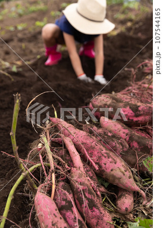 さつまいもほりを楽しむ子ども 107544165