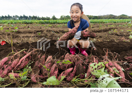 さつまいもほりを楽しむ子ども 107544171