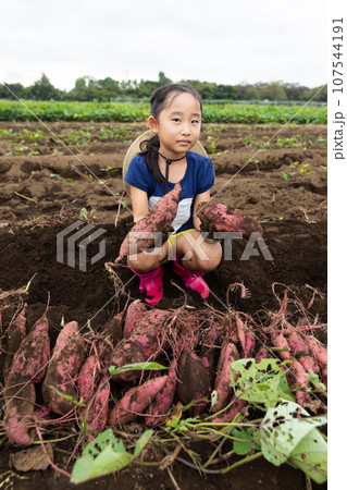 さつまいもほりを楽しむ子ども さつまいもほりを楽しむ子ども 107544191