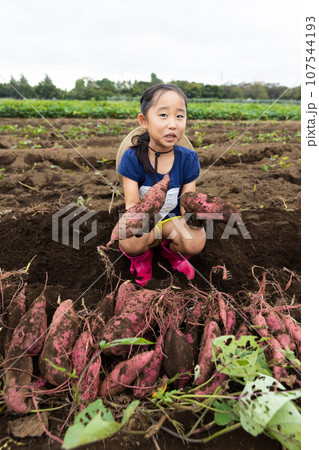 さつまいもほりを楽しむ子ども 107544193