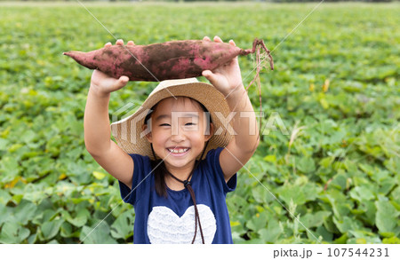 さつまいもを収穫するかわいい子ども 107544231