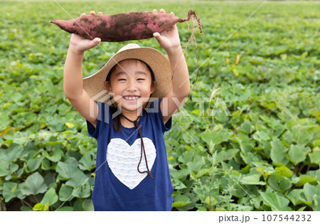 さつまいもを収穫するかわいい子ども 107544232