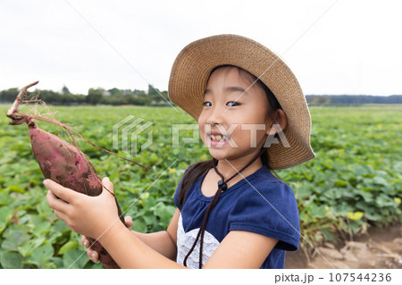 さつまいもを収穫するかわいい子ども 107544236