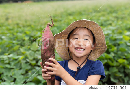 さつまいもを収穫するかわいい子ども 107544301