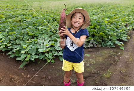 さつまいもを収穫するかわいい子ども 107544304