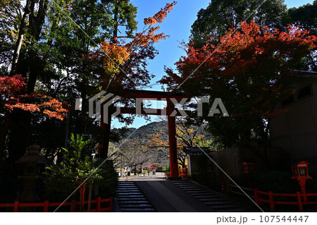 京都の紅葉 107544447