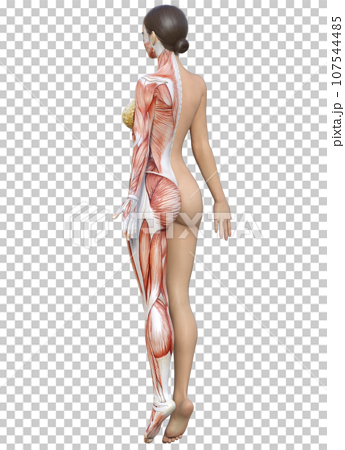 3D model female back with left body muscle anatomy - Stock Illustration  [107544485] - PIXTA
