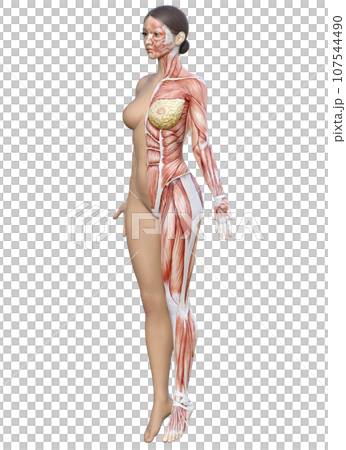 97,630 Arm Muscle Female Images, Stock Photos, 3D objects, & Vectors