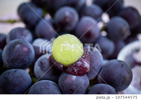 皮を剥いた巨峰(2) 107544575