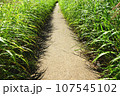 小道 107545102