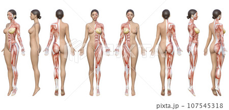 半身筋肉の解剖図で半分が人体の3Dモデル女性の全身のイラスト8体セット 半身筋肉の解剖図で半分が人体の3Dモデル女性の全身のイラスト8体セット 107545318