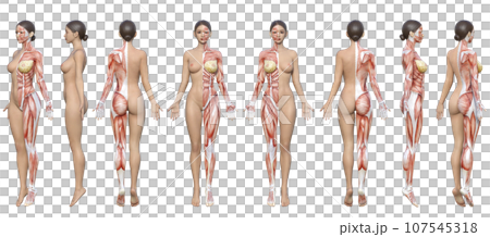 半身筋肉の解剖図で半分が人体の3Dモデル女性の全身のイラスト8体セット 半身筋肉の解剖図で半分が人体の3Dモデル女性の全身のイラスト8体セット 107545318