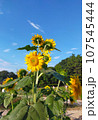 向日葵畑と夏 107545444