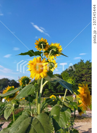 向日葵畑と夏 107545444