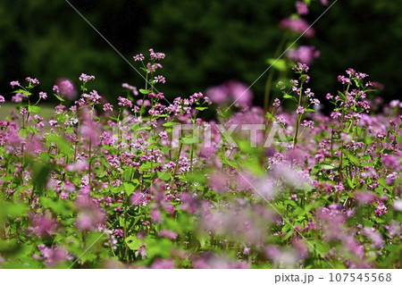 赤ソバの花畑 赤ソバの花畑 107545568