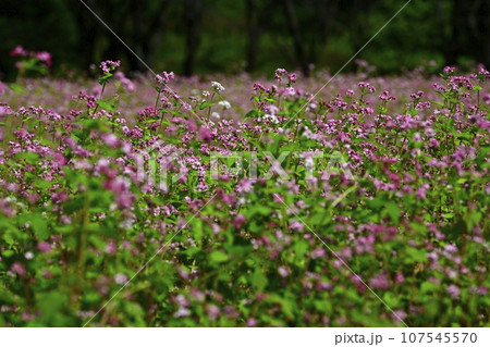 赤ソバの花畑 107545570