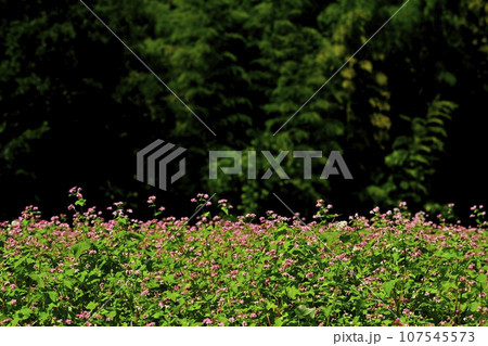 赤ソバの花畑 107545573