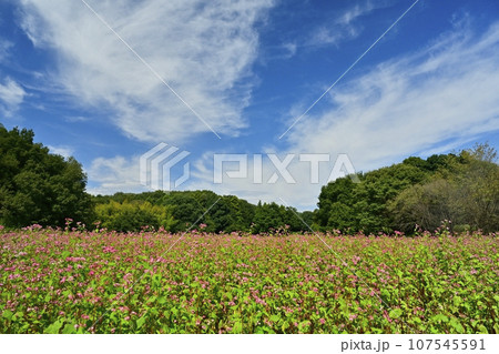 赤ソバの花畑 107545591