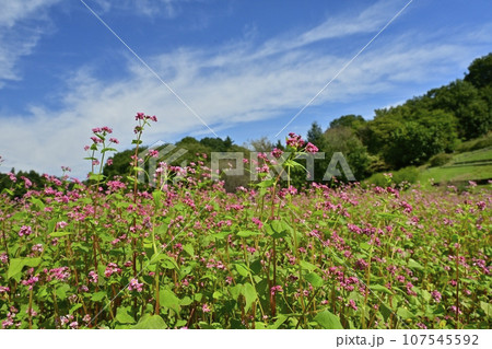 赤ソバの花畑 107545592