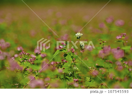 赤ソバの花畑に白いソバの花 107545593